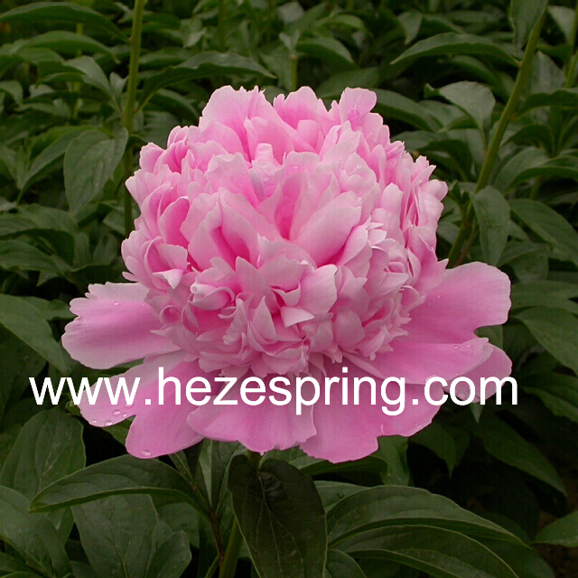 Herbaceous Peonies Catalog,Paeonia lactiflora